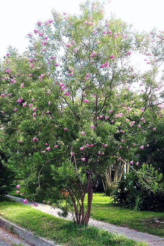Desert Willow