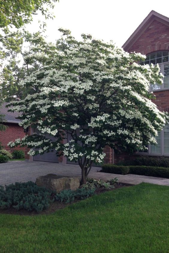 Dogwood 
