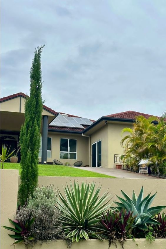 Italian Cypress