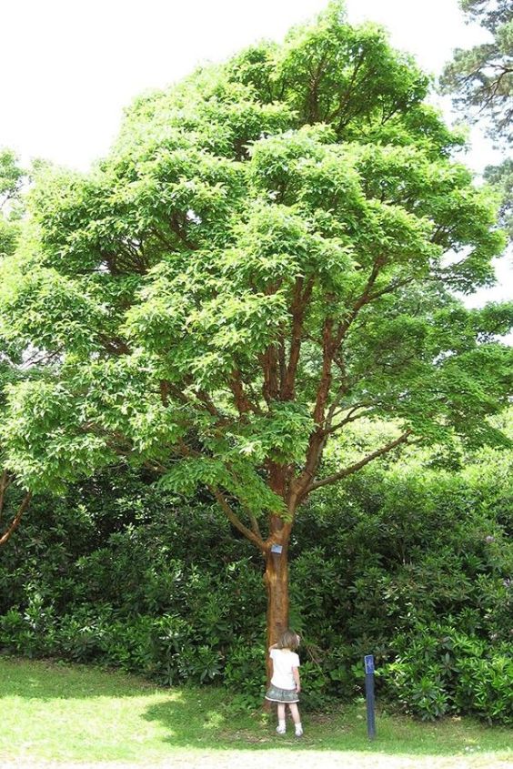 Paperbark Maple