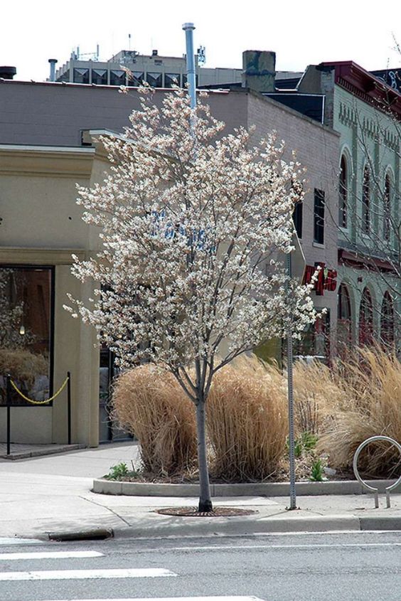 Serviceberry